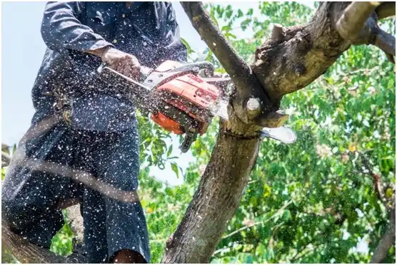 tree services Grazierville